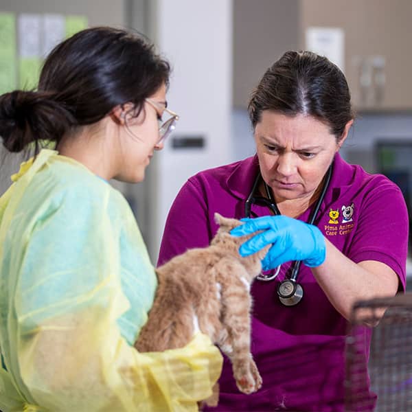 Pima Animal Care Friends of PACC helping animals
